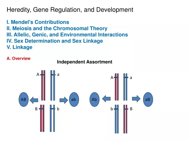 heredity gene regulation and development i mendel