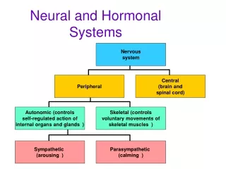 Neural and Hormonal Systems