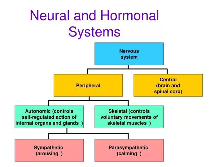 neural and hormonal systems
