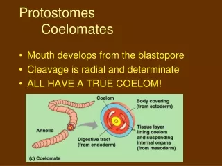 Protostomes 	Coelomates