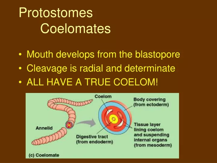 protostomes coelomates