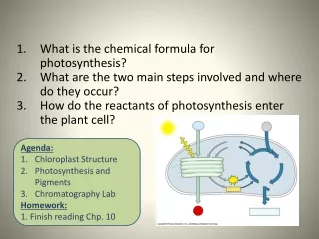 What is the chemical formula for photosynthesis?