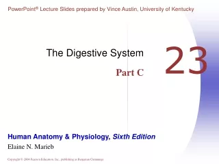 The Digestive System Part C