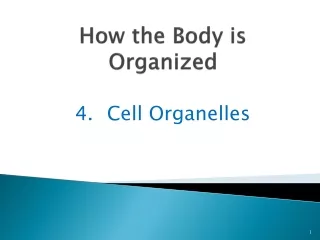 How the Body is Organized