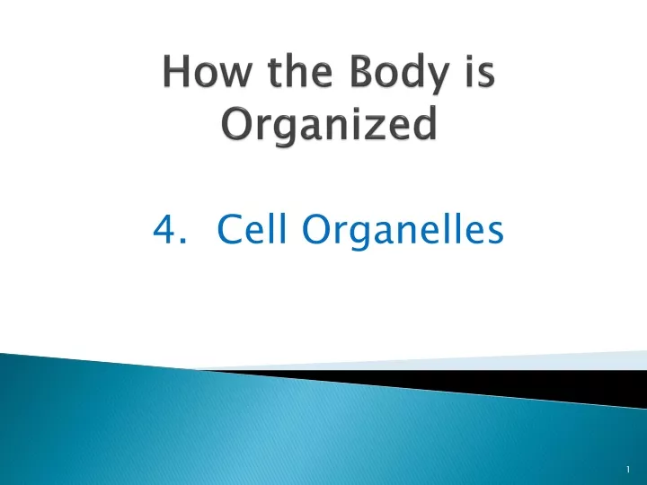 how the body is organized