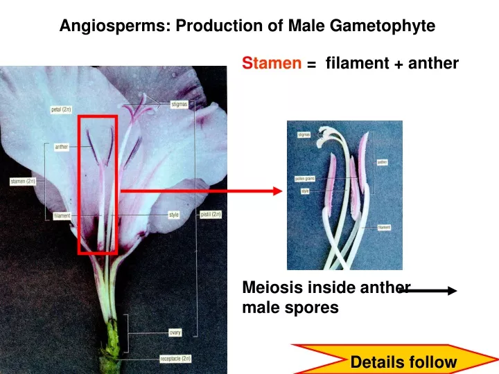 angiosperms production of male gametophyte