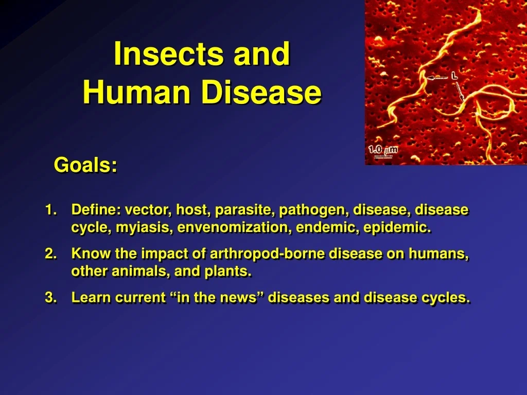 PPT - Insects and Human Disease PowerPoint Presentation, free download ...