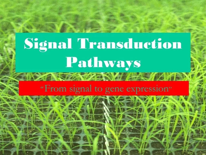 signal transduction pathways