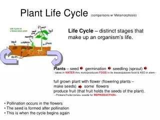 Plant Life Cycle  ( comparisons w/ Metamorphosis)