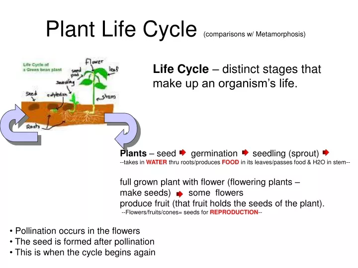 plant life cycle comparisons w metamorphosis