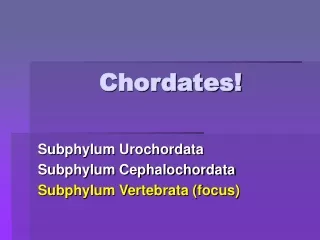 Chordates!