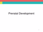 Prenatal Development - slide 1