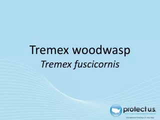 Tremex woodwasp Tremex fuscicornis