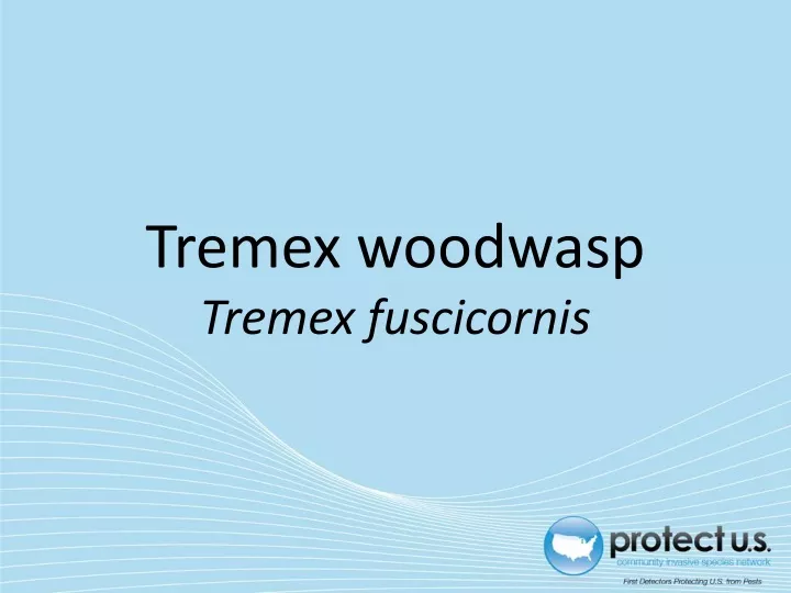 tremex woodwasp tremex fuscicornis