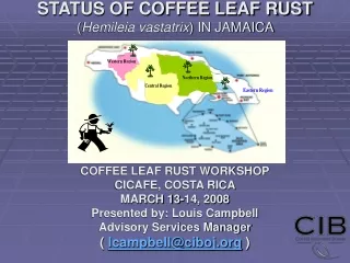 STATUS OF COFFEE LEAF RUST ( Hemileia vastatrix ) IN JAMAICA   COFFEE LEAF RUST WORKSHOP