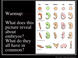 Warmup: What does this picture reveal about embryos? What do they all have in common?