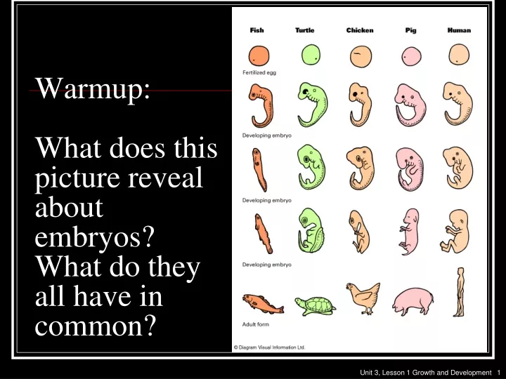 warmup what does this picture reveal about embryos what do they all have in common