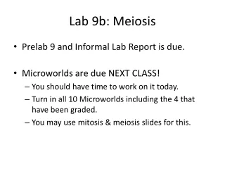 Lab 9b: Meiosis