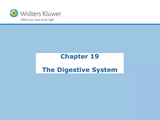 Chapter 19 The Digestive System