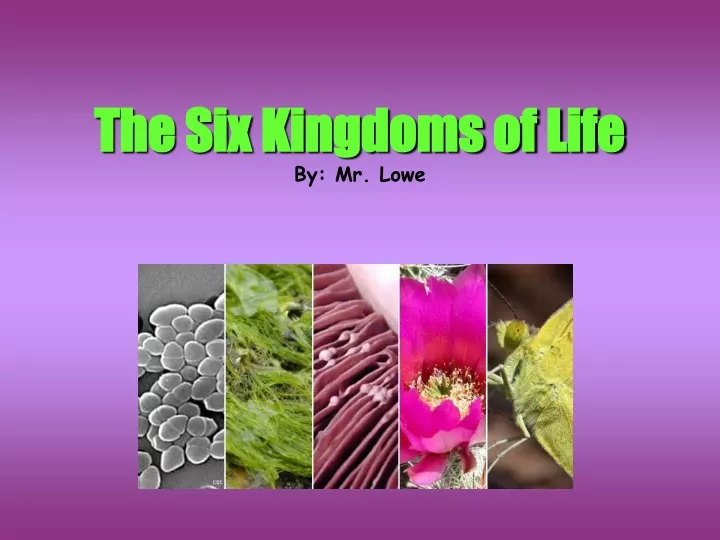 the six kingdoms of life by mr lowe
