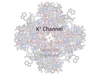 K +  Channel