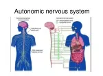 PPT - Autonomic Nervous System PowerPoint Presentation, free download ...