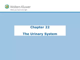 Chapter 22 The Urinary System