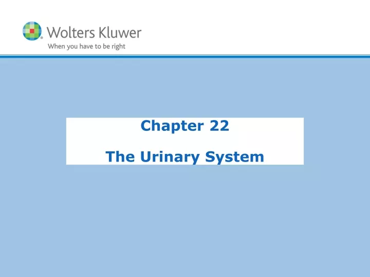 chapter 22 the urinary system