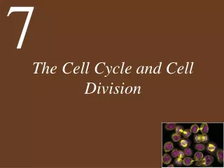 The Cell Cycle and Cell Division