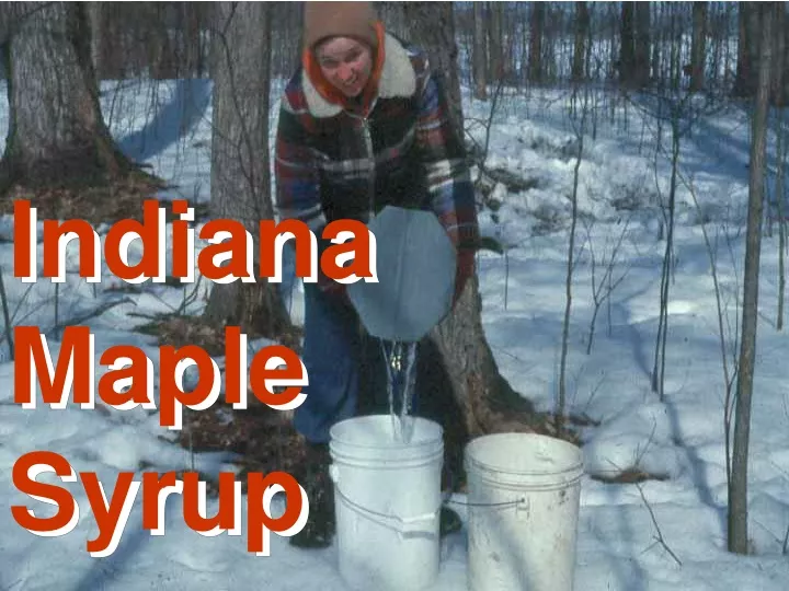 indiana maple syrup