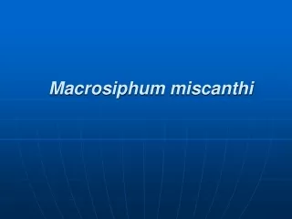 Macrosiphum miscanthi