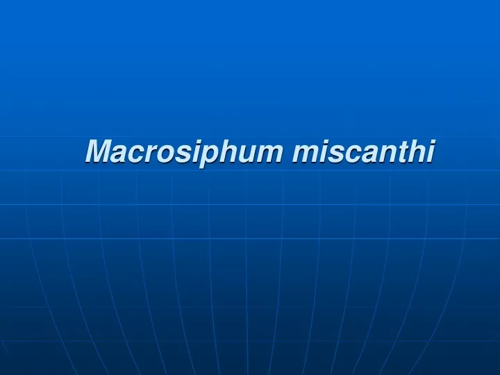 macrosiphum miscanthi