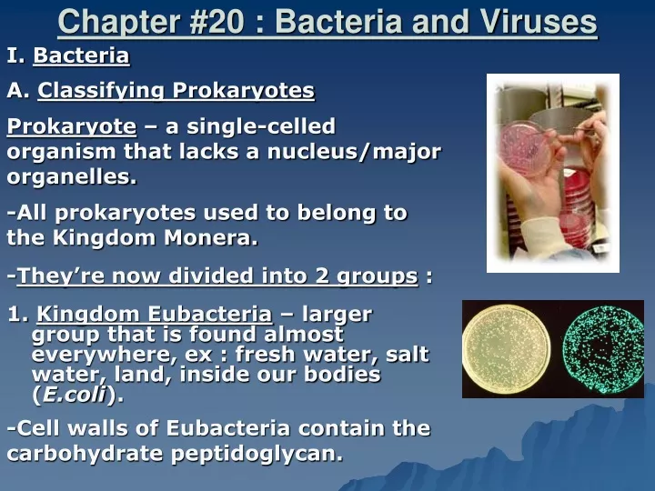 chapter 20 bacteria and viruses