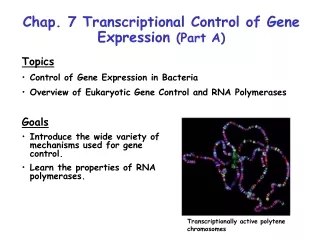 Chap. 7 Transcriptional Control of Gene Expression  (Part A)