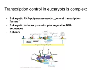 Transcription control in eucaryots is complex: