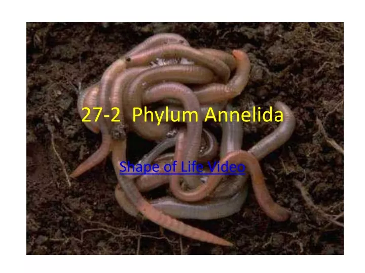 27 2 phylum annelida
