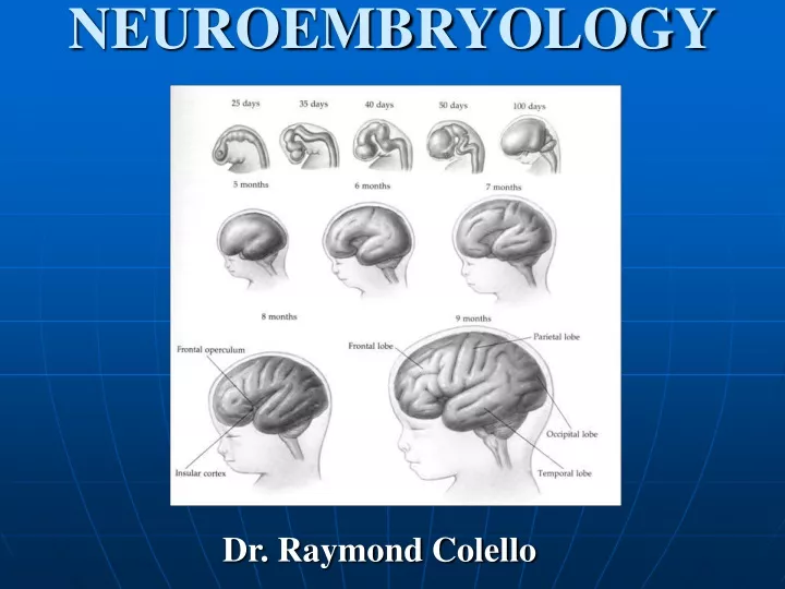 neuroembryology