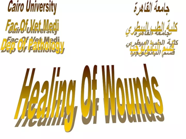 cairo university fac of vet medi dep of pathology