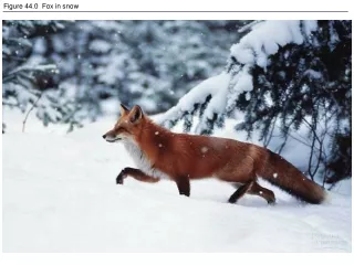 Figure 44.0  Fox in snow