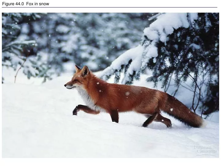 figure 44 0 fox in snow