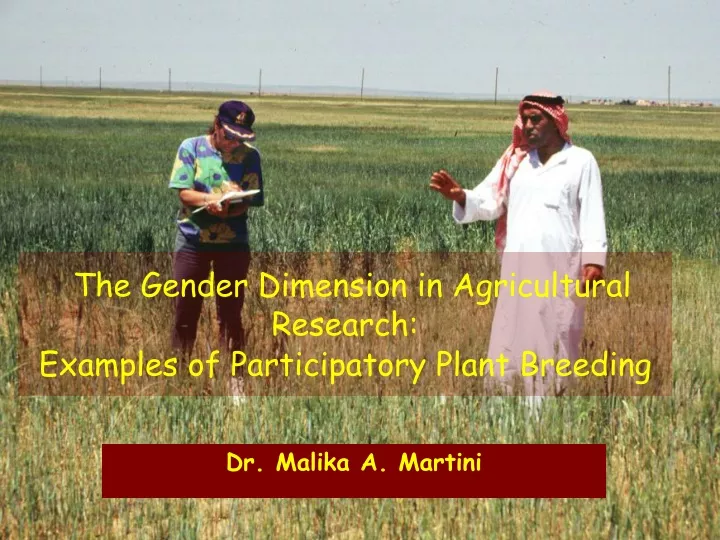 the gender dimension in agricultural research examples of participatory plant breeding