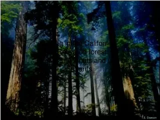 Fog in the California Redwood forest: Ecosystem inputs and use by plants