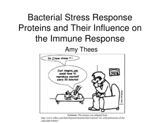 Bacterial Stress Response Proteins and Their Influence on the Immune Response
