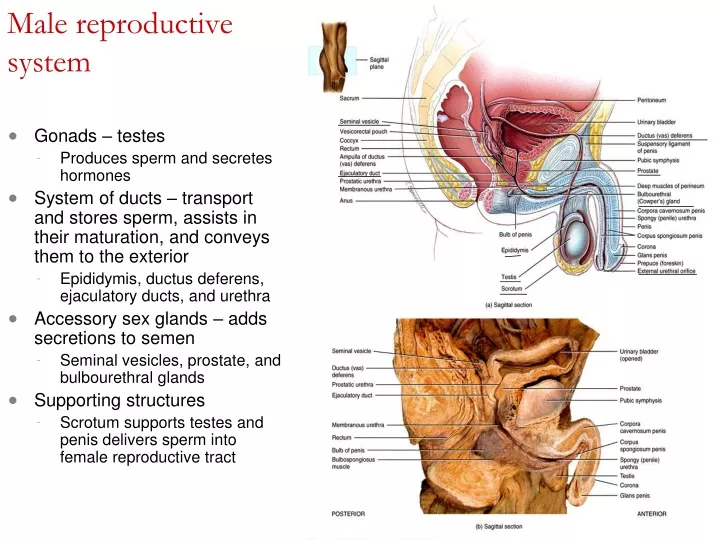 male reproductive system