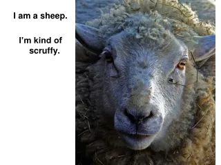 I am a sheep. I’m kind of scruffy.