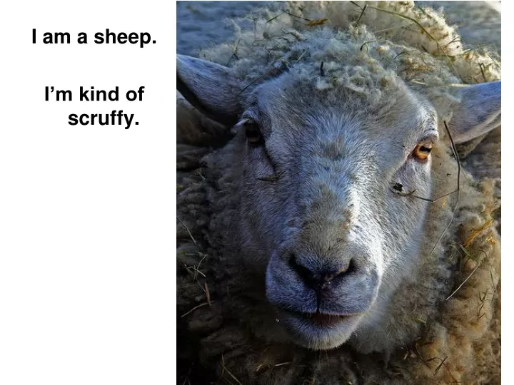 i am a sheep i m kind of scruffy