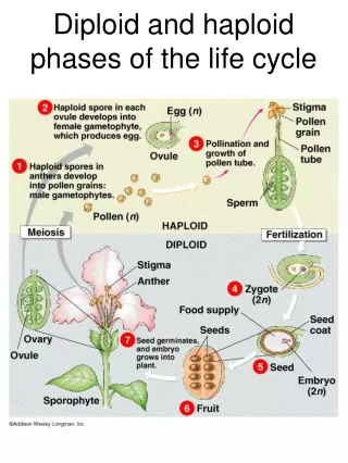Diploid and haploid phases of the life cycle
