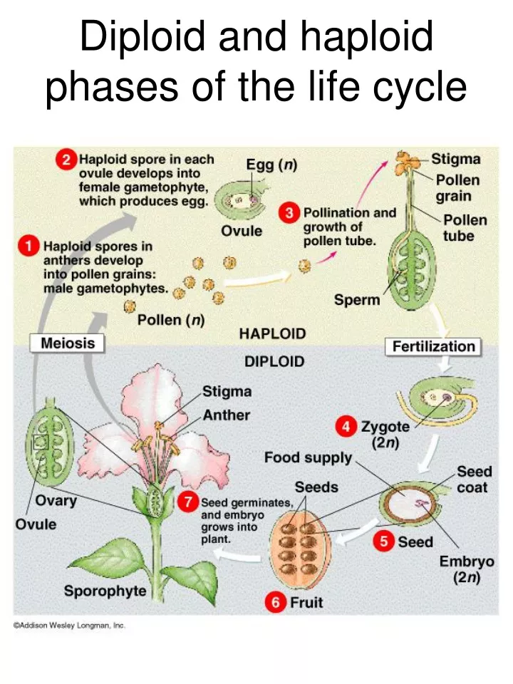 diploid and haploid phases of the life cycle