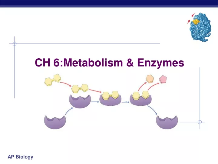 ch 6 metabolism enzymes