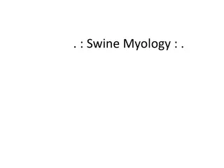 . : Swine Myology : .